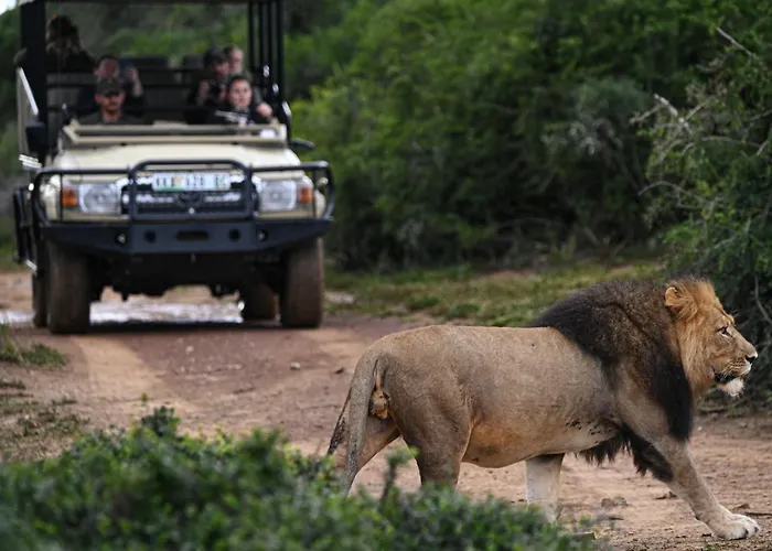 Addo Elephant Safari Lodge - Bellevue Forest Reserve