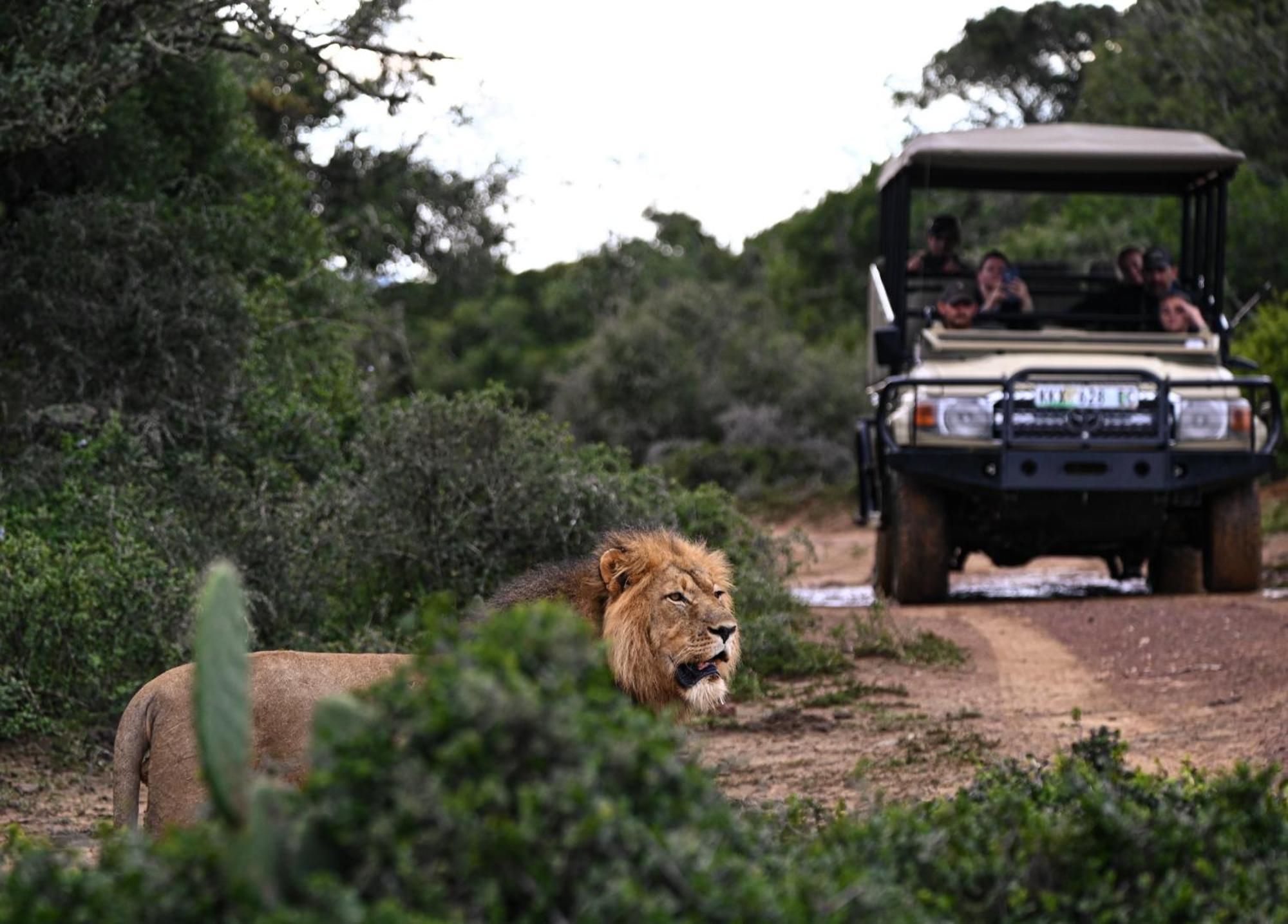 Addo Elephant Safari - Bellevue Forest Reserve