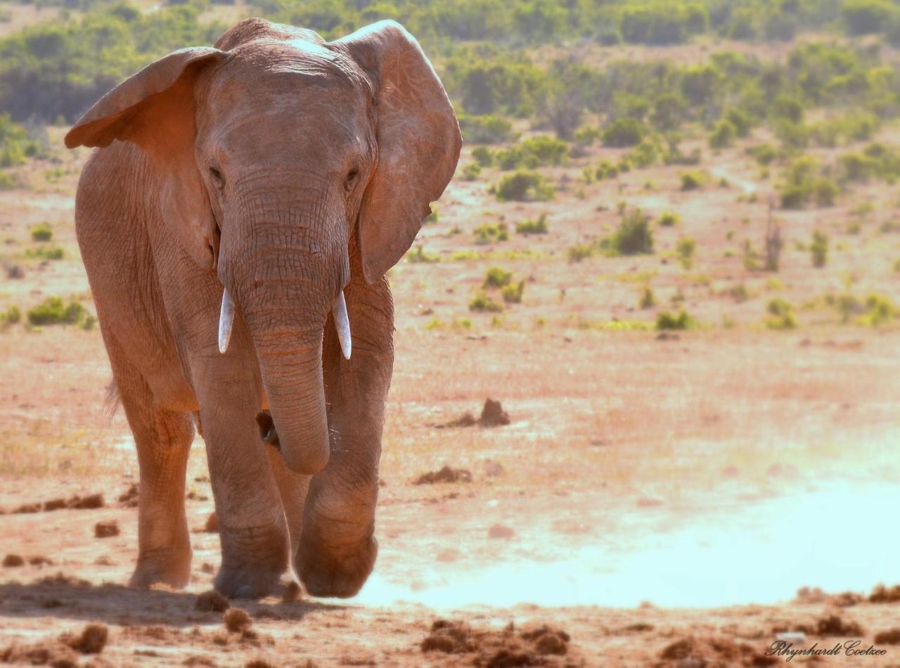 Lodge Addo Elephant Safari - Bellevue Forest Reserve *