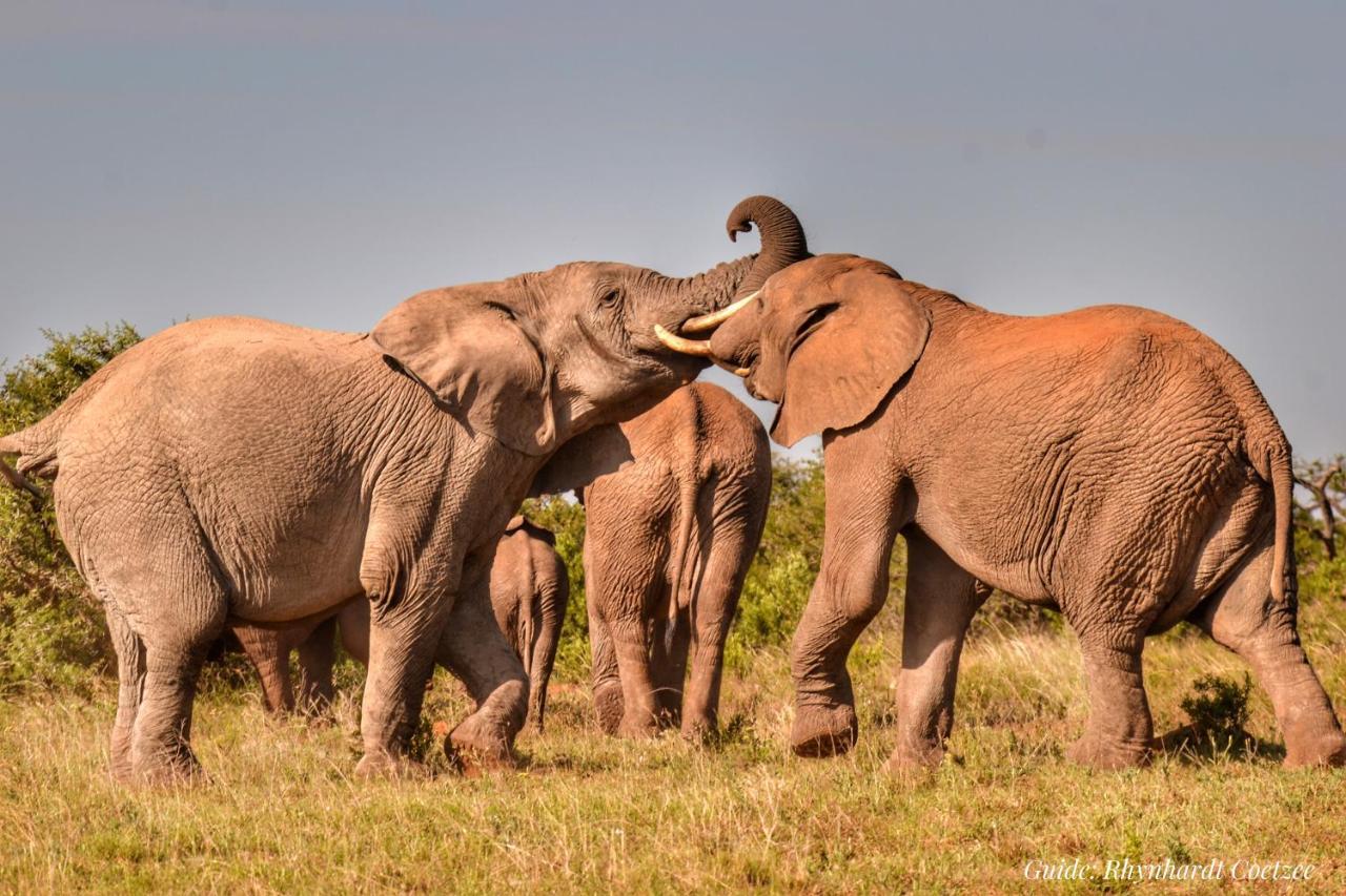 Lodge Addo Elephant Safari - Bellevue Forest Reserve *