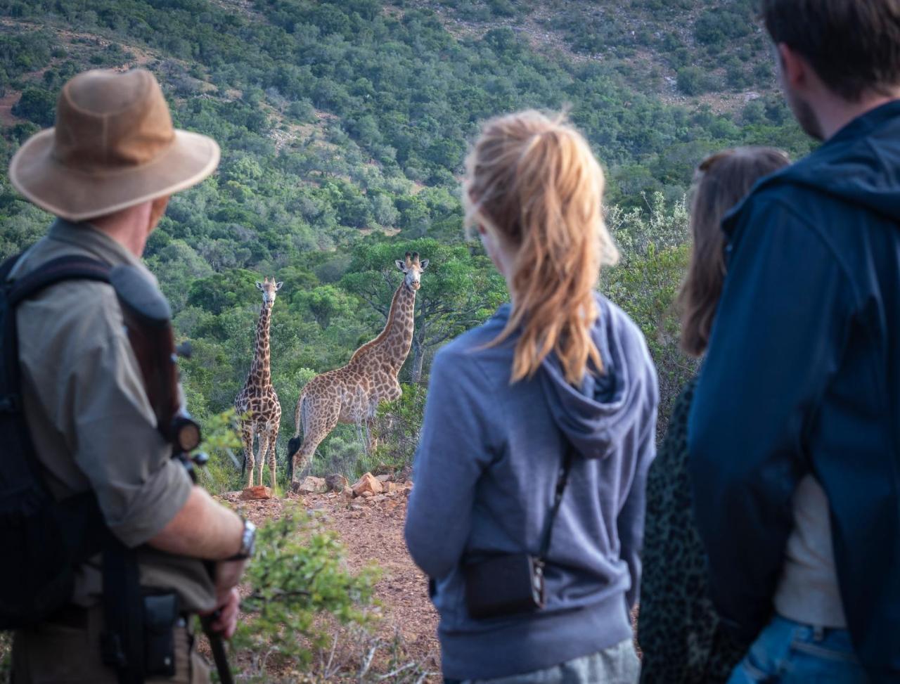 Lodge Addo Elephant Safari - Bellevue Forest Reserve *