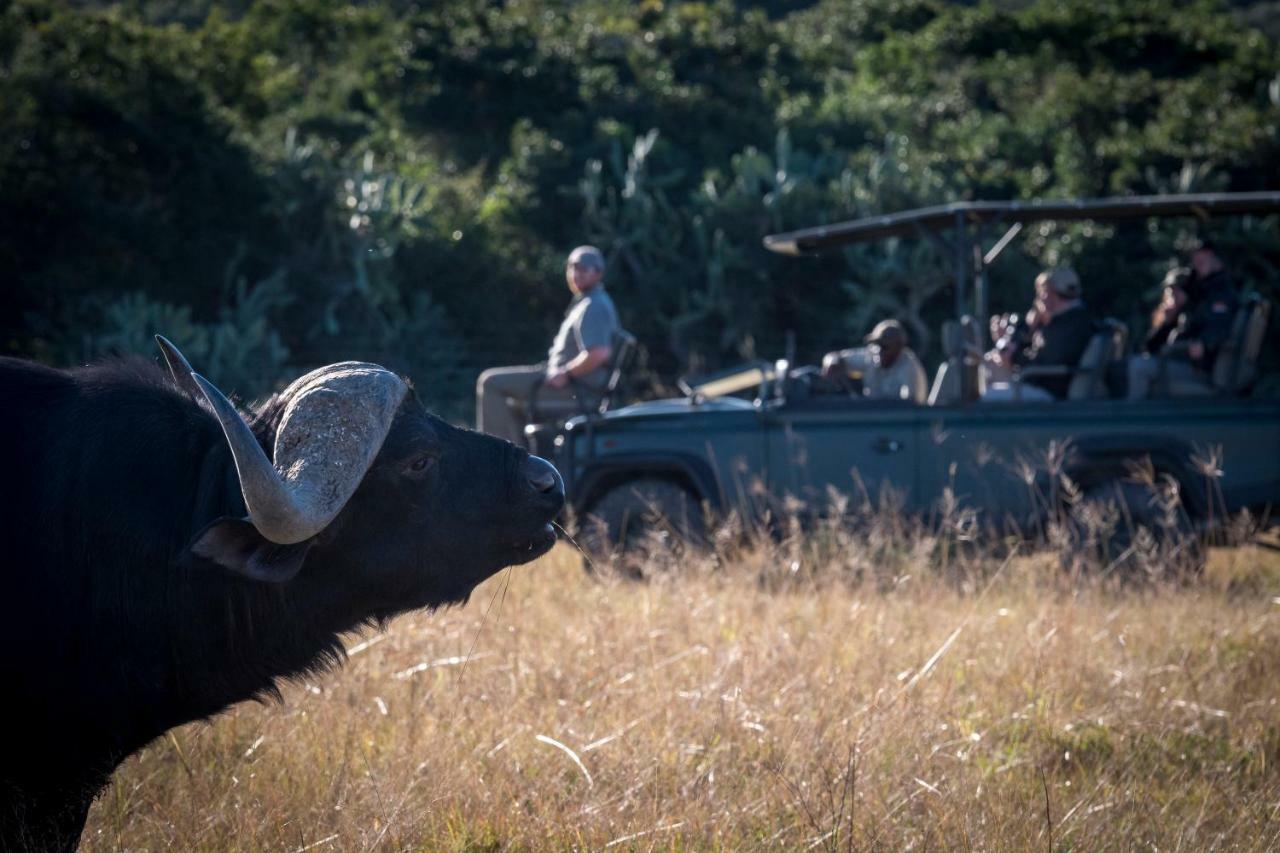 Addo Elephant Safari - Bellevue Forest Reserve * Paterson