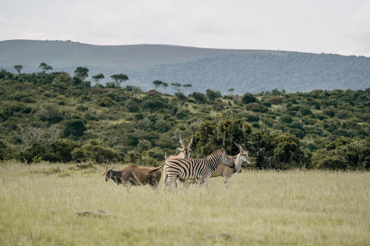 Addo Elephant Safari - Bellevue Forest Reserve Lodge *