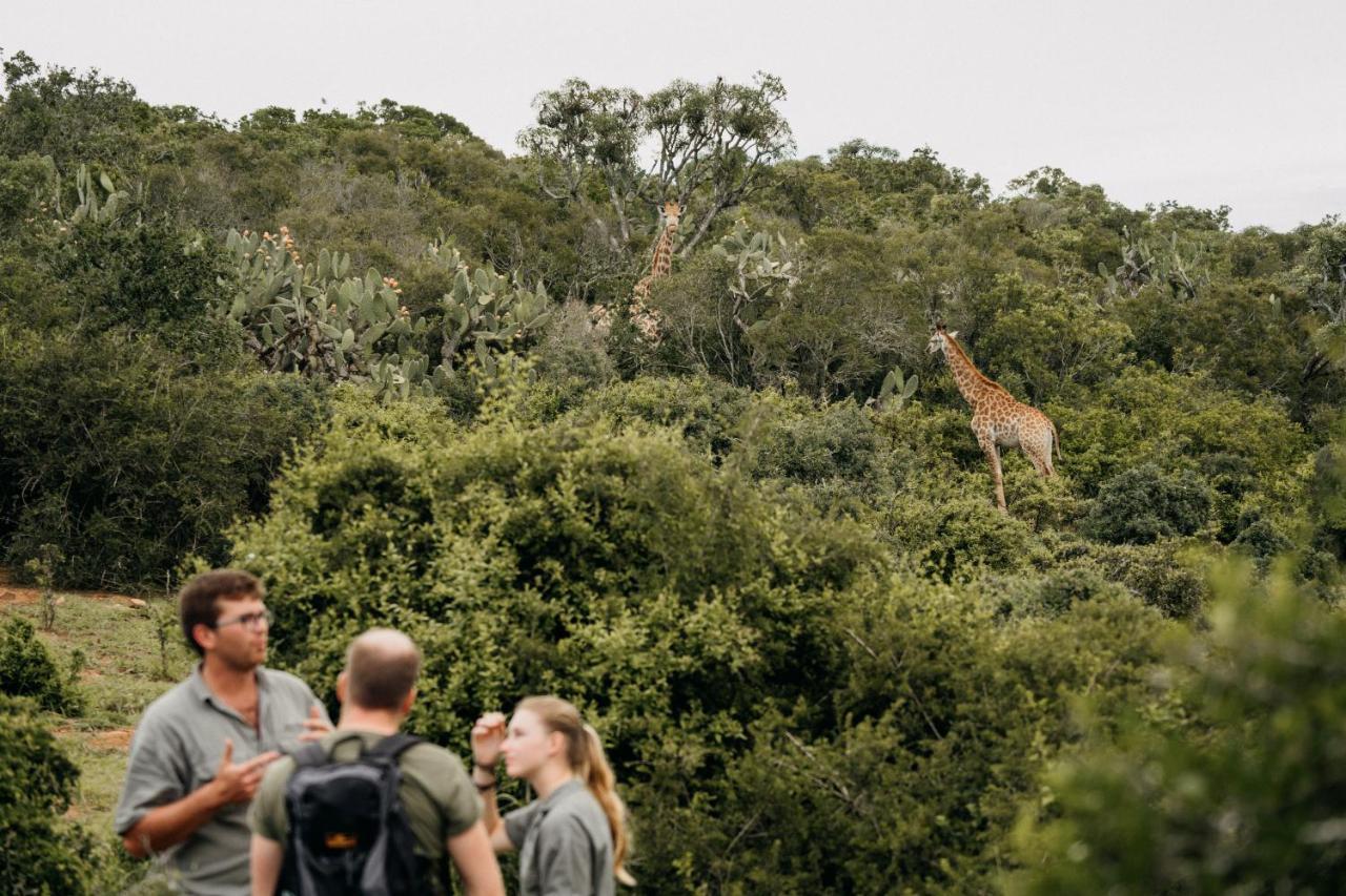 Addo Elephant Safari - Bellevue Forest Reserve