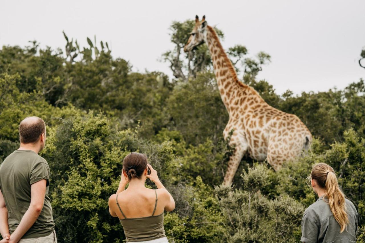 Addo Elephant Safari - Bellevue Forest Reserve